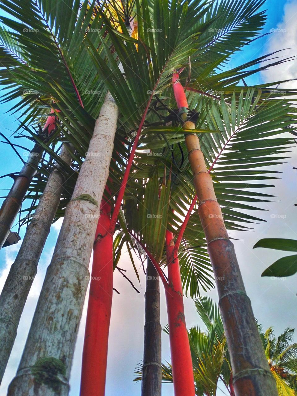 Beautiful palm trees in the garden 
nature 💘❤