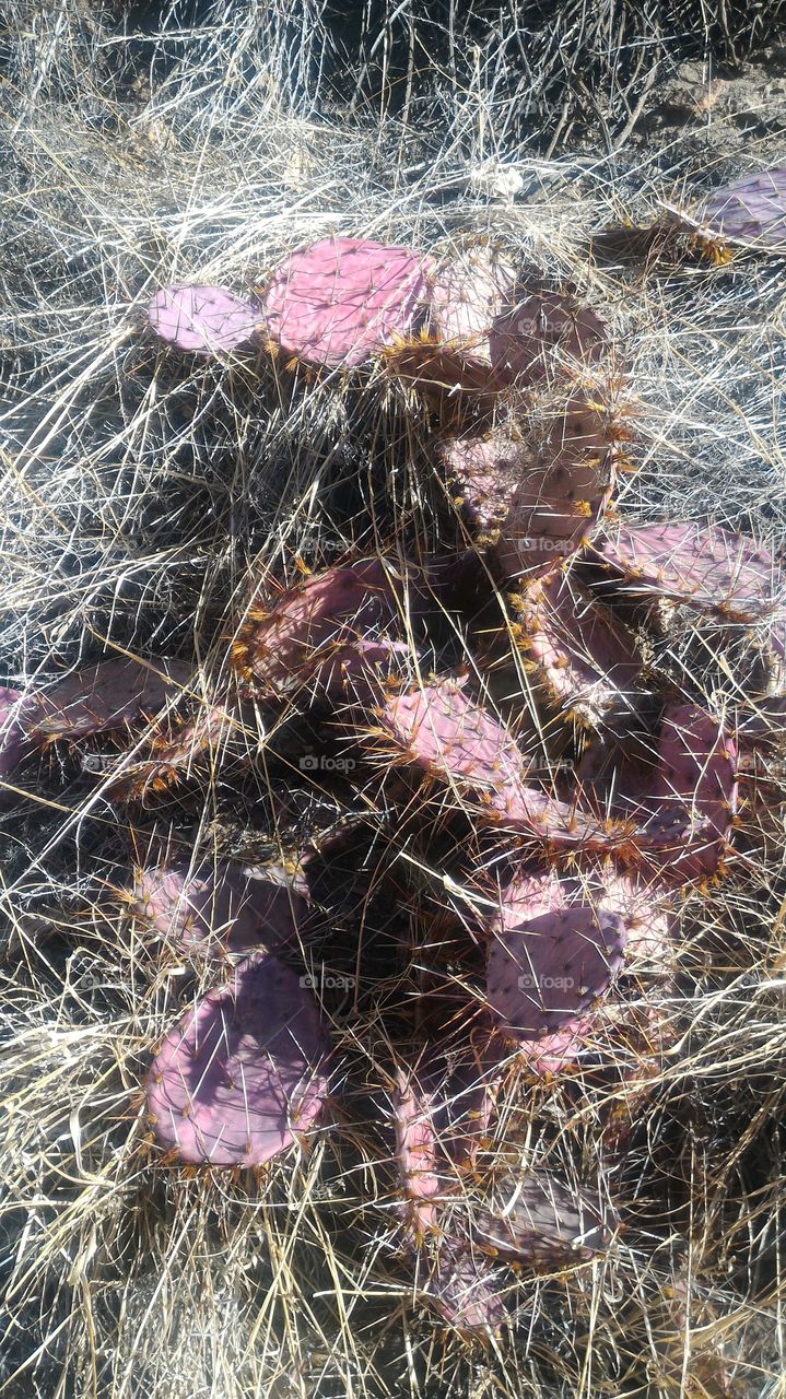 Purple Cacti