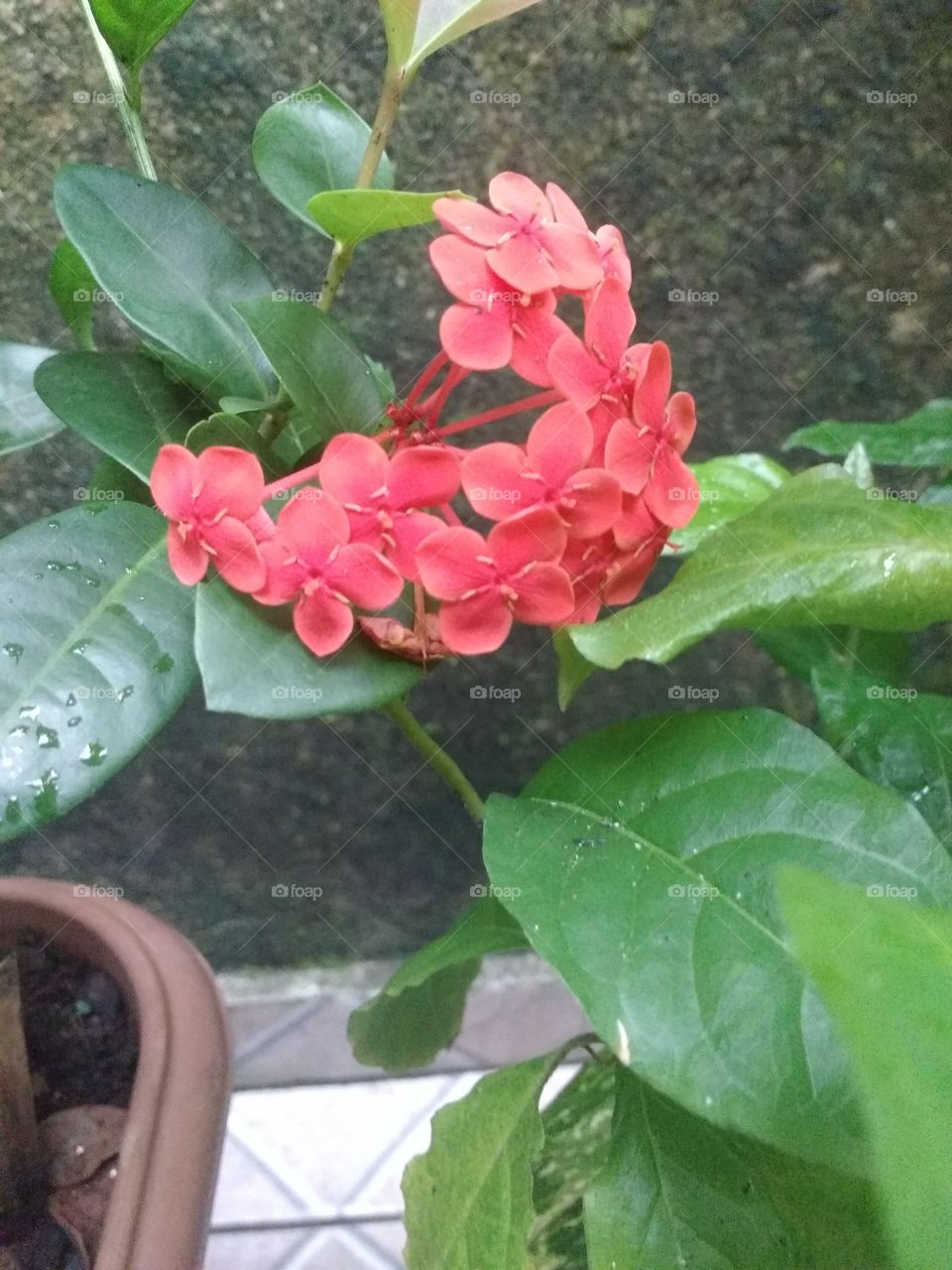 flor da Primavera