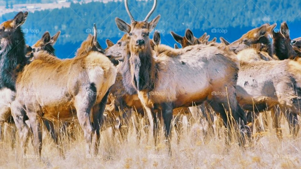 Rocky Mountain Elk Herd 