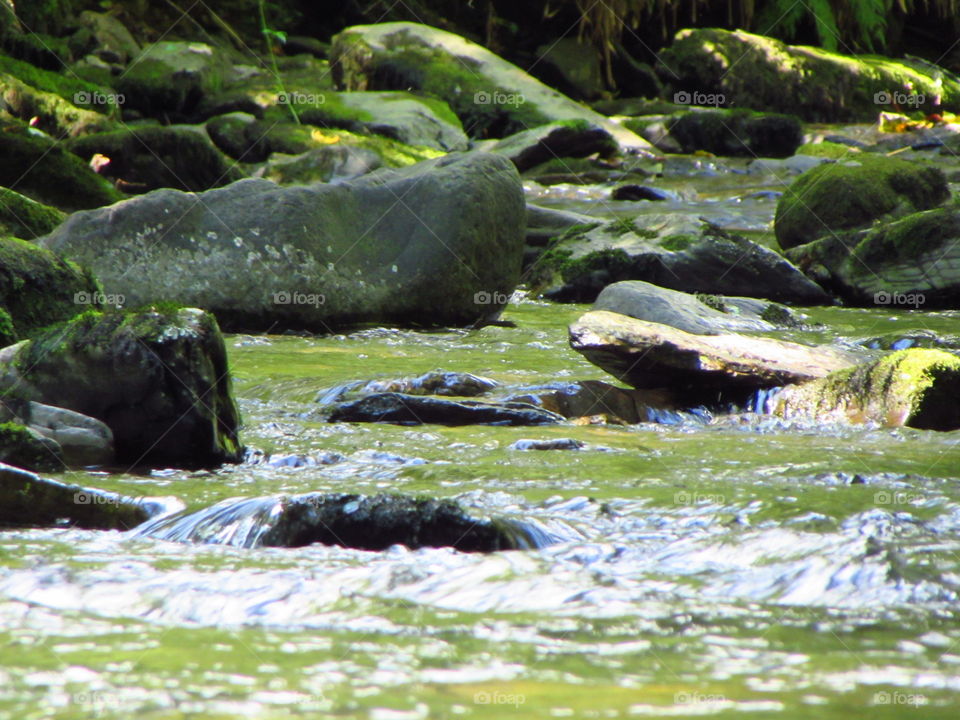 Green river