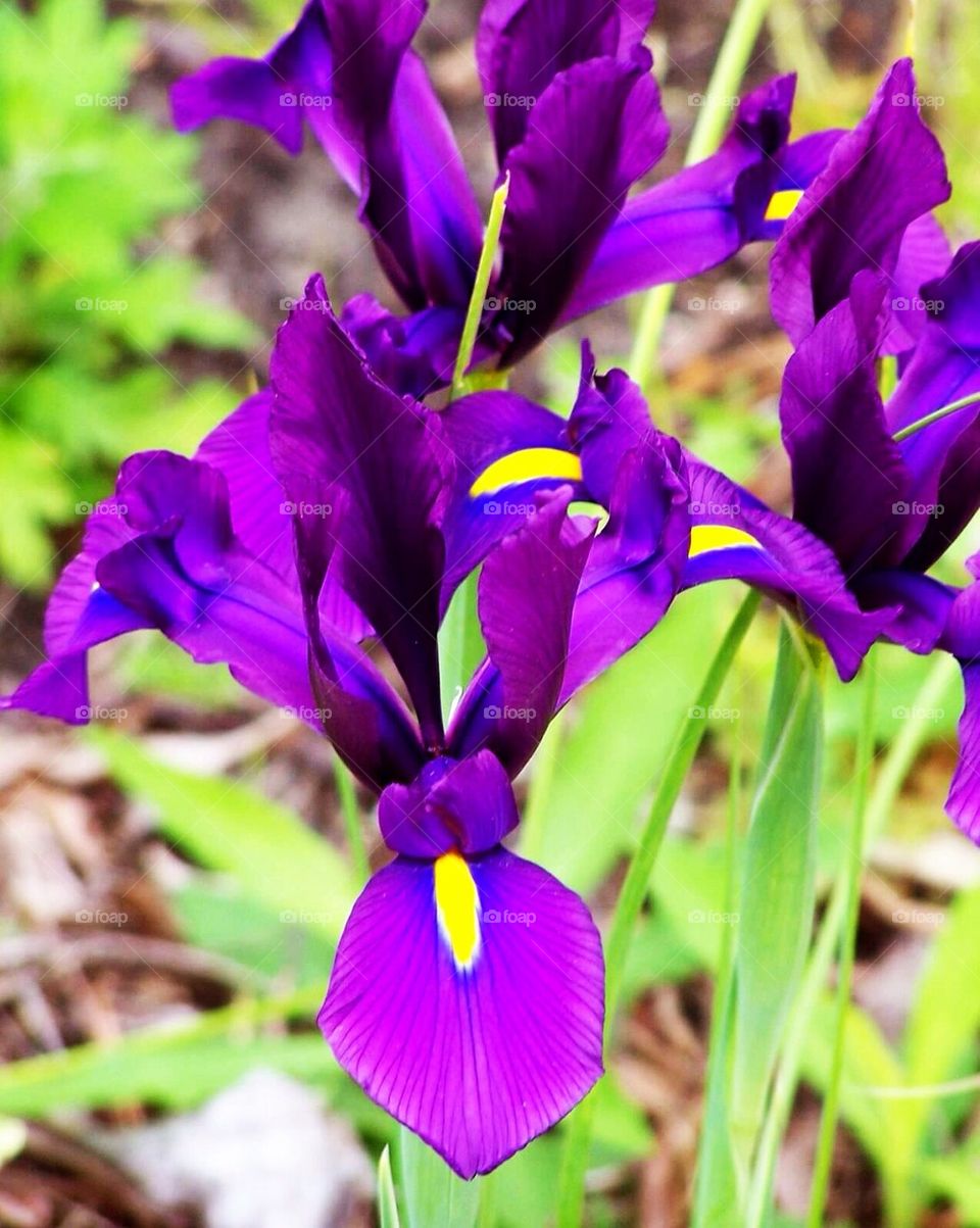 Purple Iris