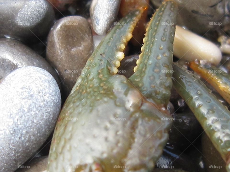 Ontario crayfish claw