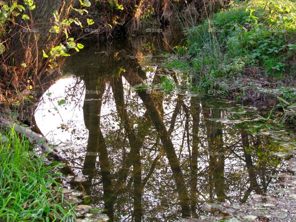 Autumn in the forest