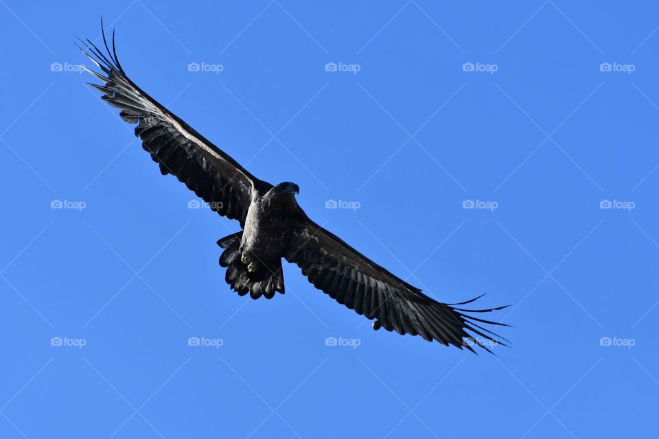 Flying sea eagle