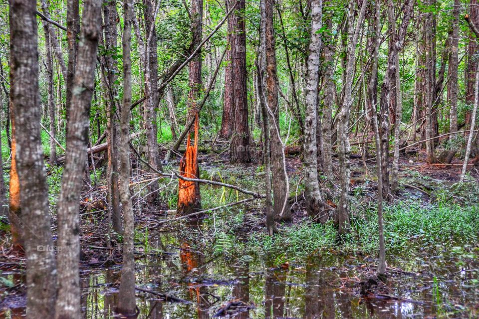 swamp life