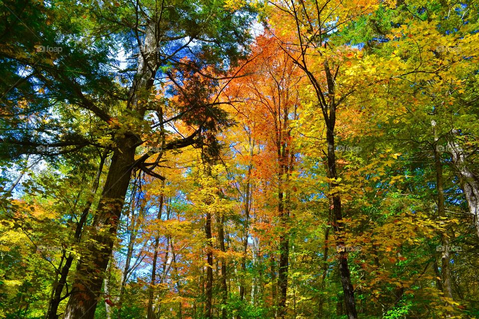 Magical Forests