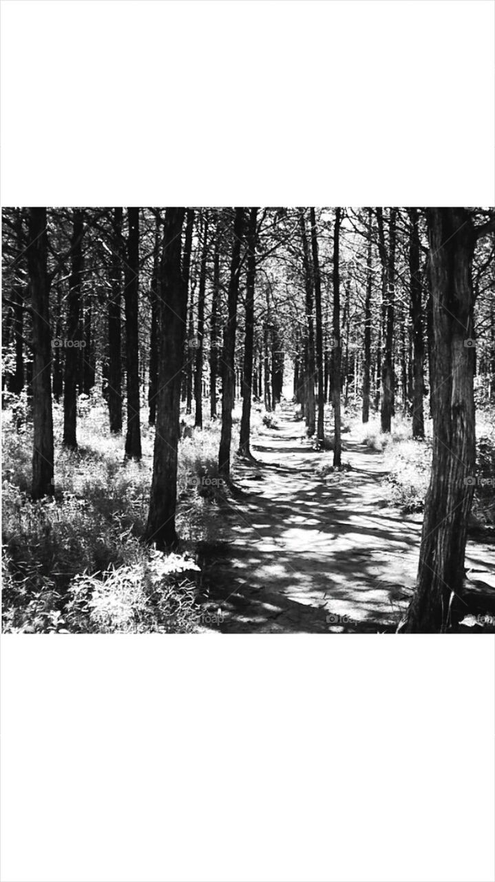 Parelle Forest