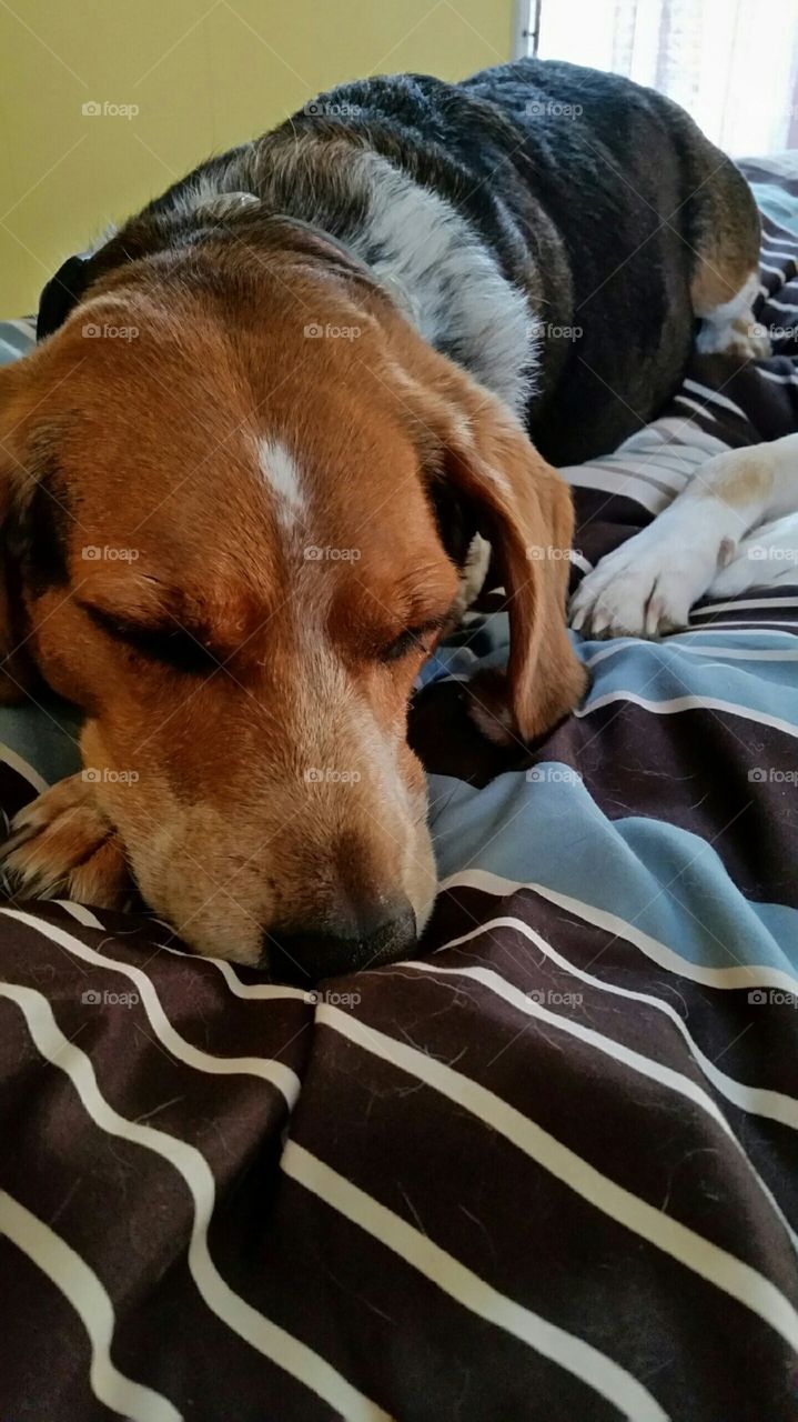 Sleepy Beagle