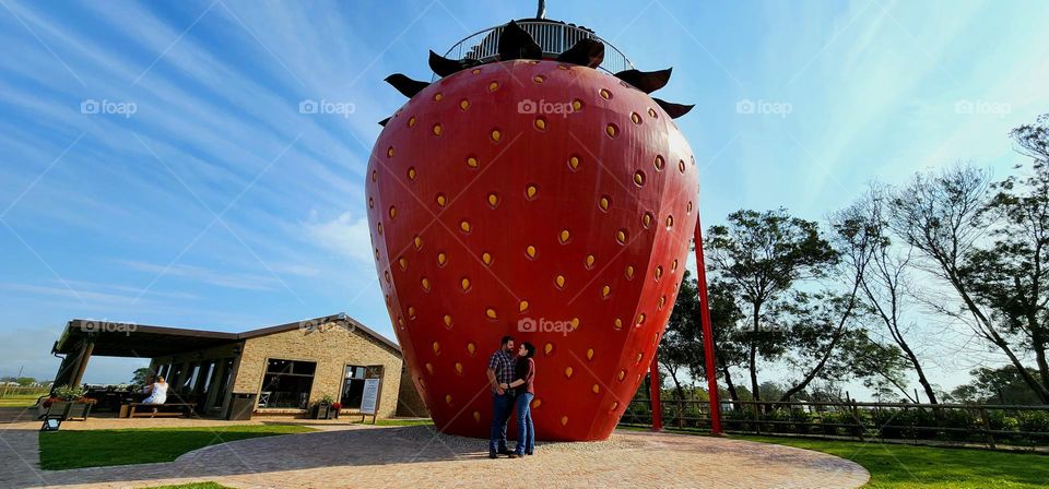 Biggest Strawberry in South Africa at Red Berry Farm near George.