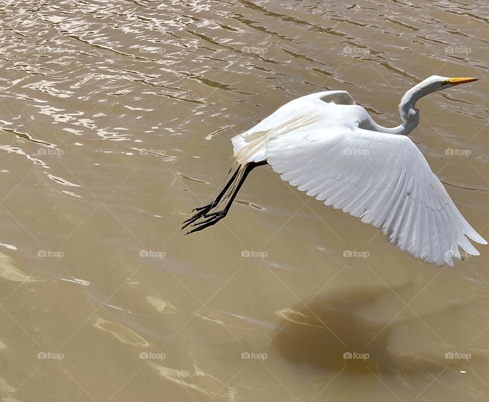 The busted! The heron flying over the waters muddied by the rain, which returned this Sunday. Ah, this one about nature and her poses... O flagra! A garça voando sobre as águas enlameadas pela chuva, que voltou hoje. Ah, essa tal de natureza…