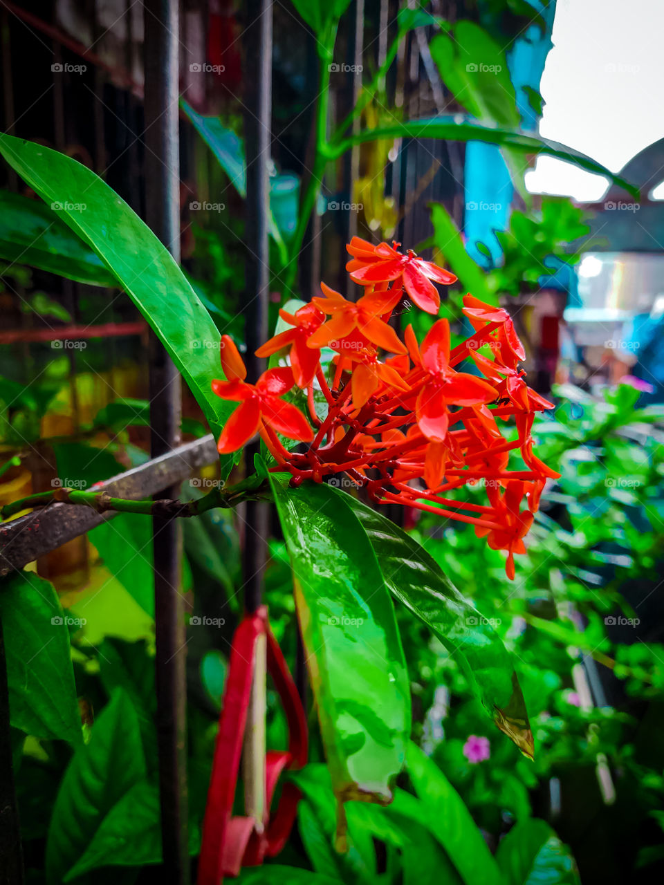 beautiful flower for my morning click