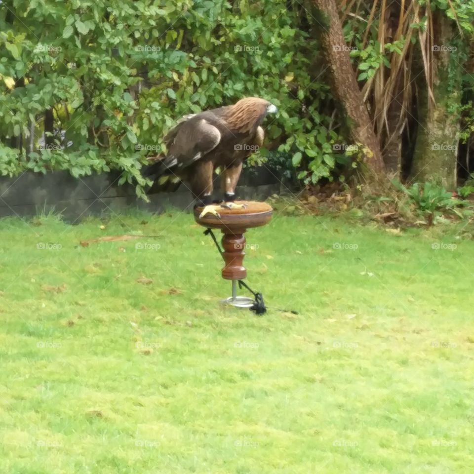 Golden Eagle at Glen Arney Guest House in Brodick,  Isle of Arran