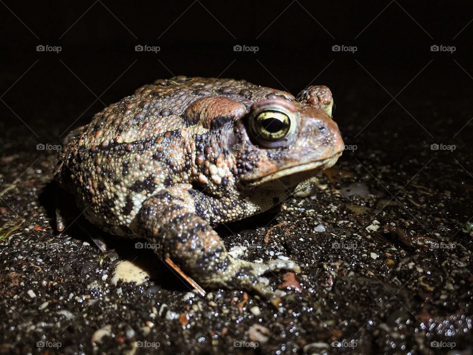 Toad at night