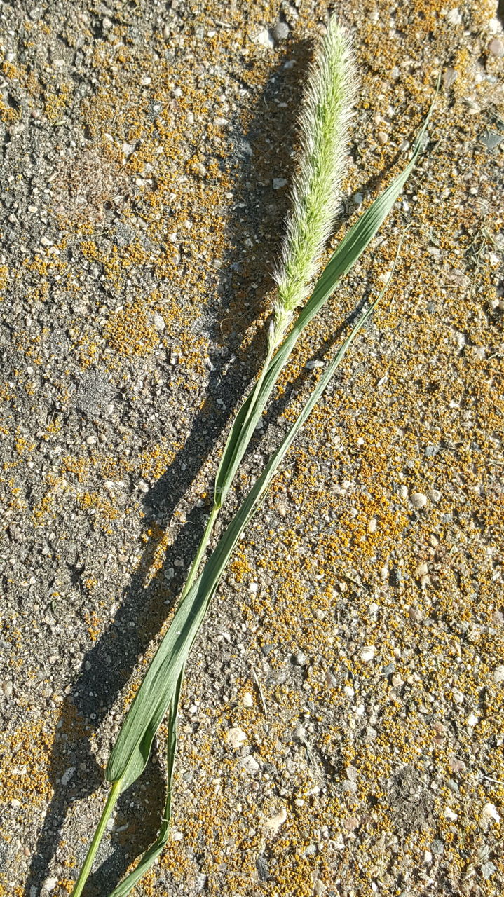weed on cement block outside summer