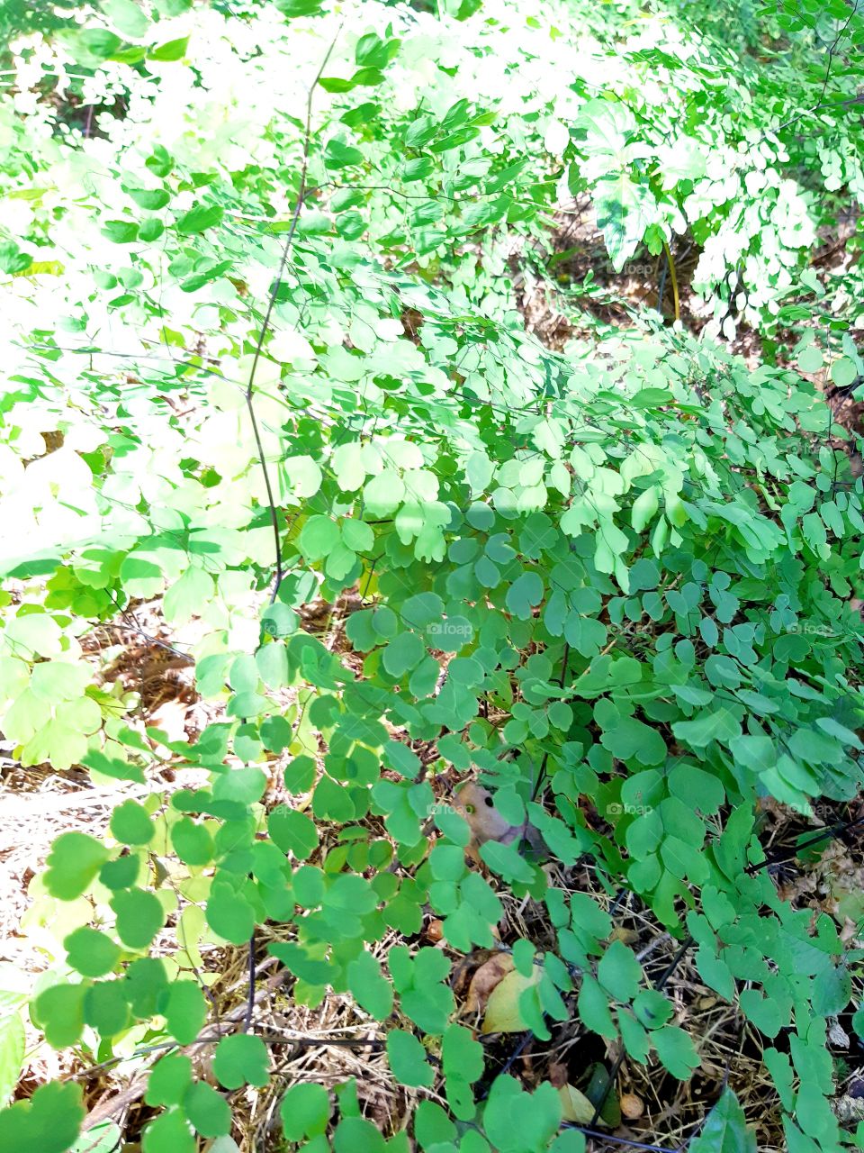 Plantinha mais delicada eu não conheço