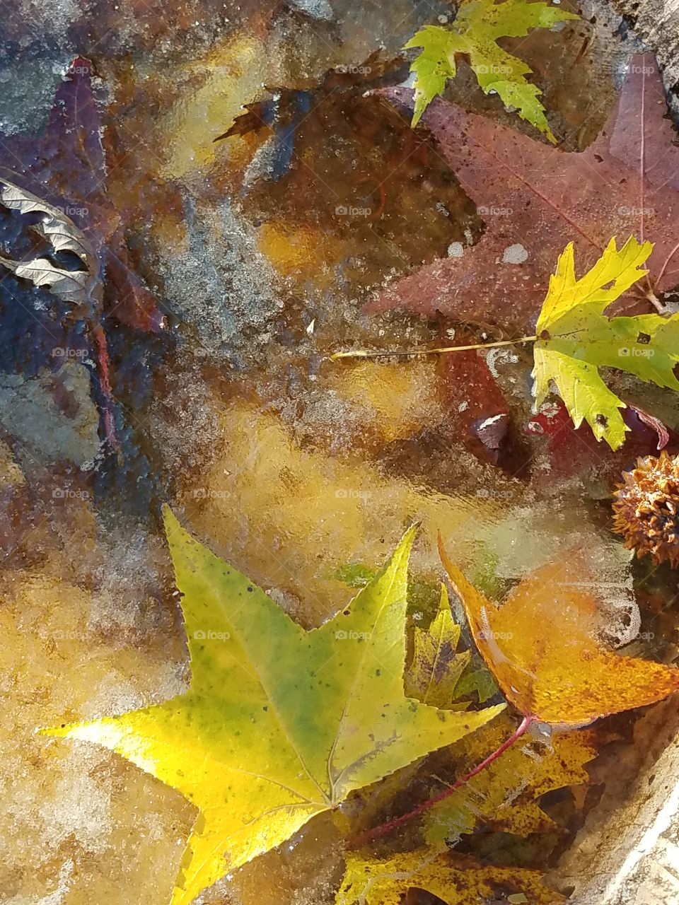 frozen leaves