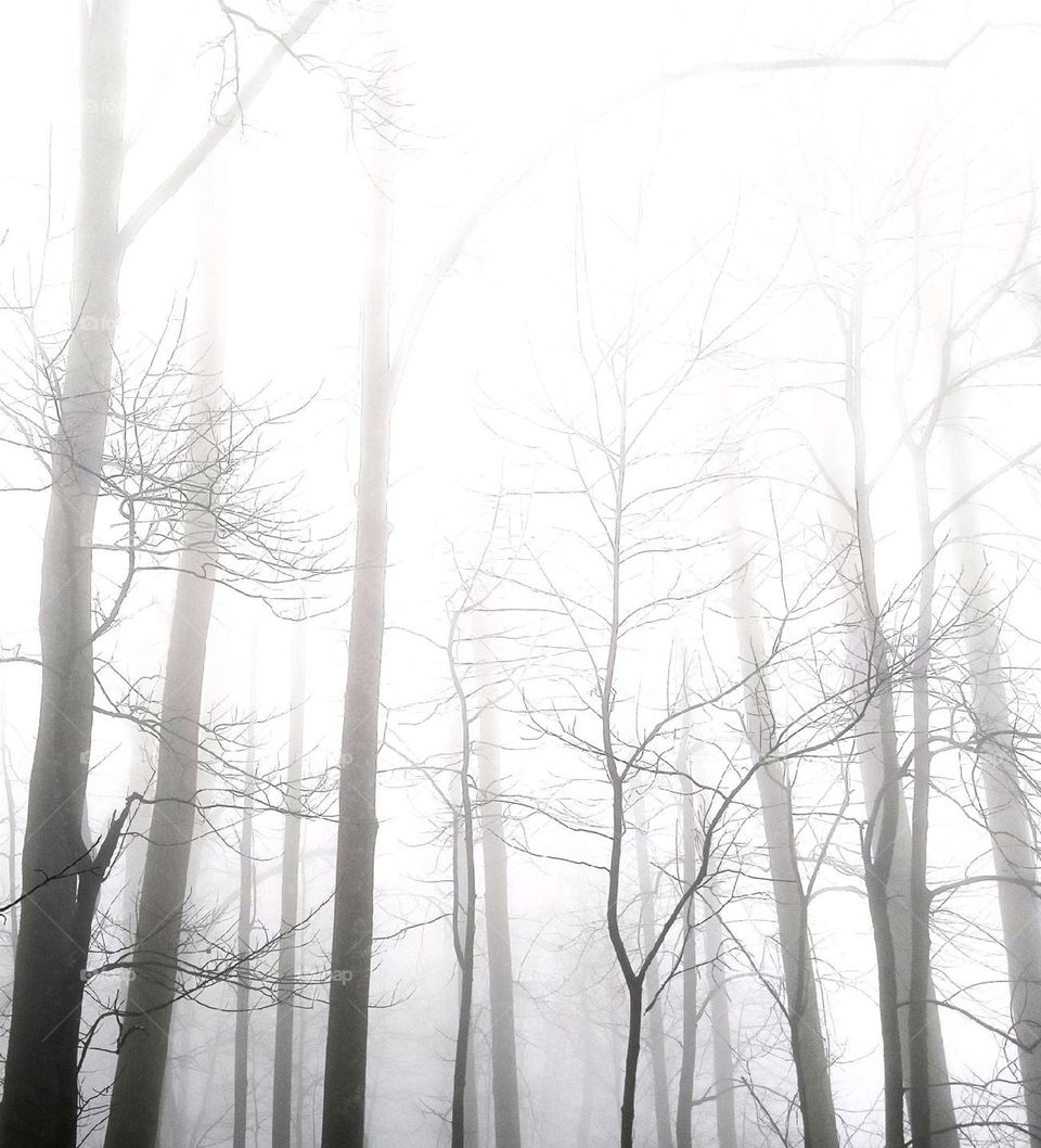 Ghosts of the forest