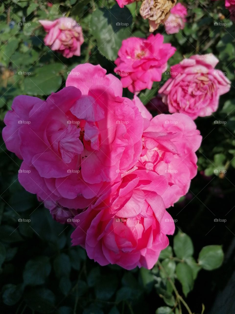 Beautiful pink rose