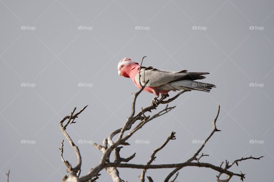 Pink Galah