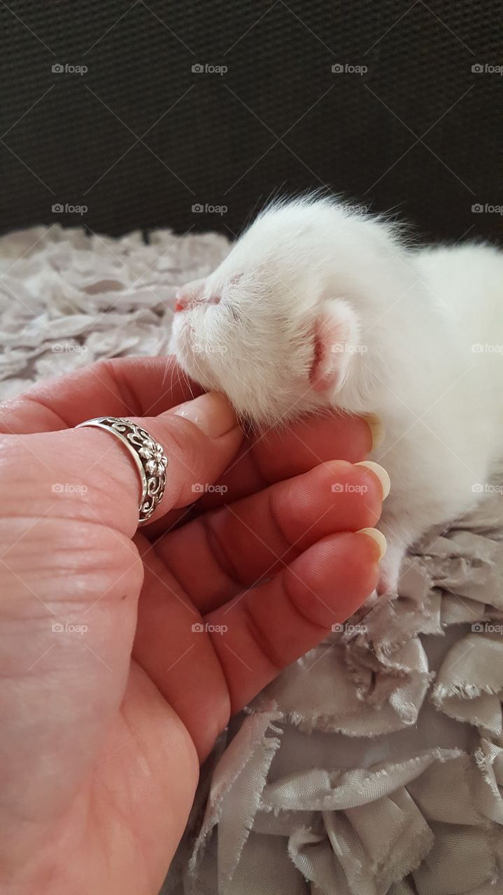 Gentle care with a newborn kitten.