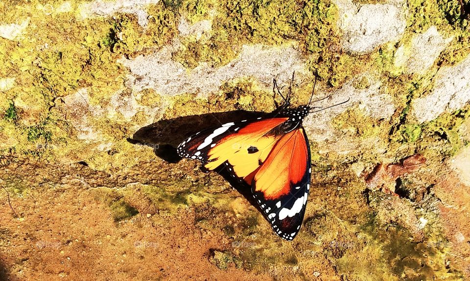 monarch the butter fly