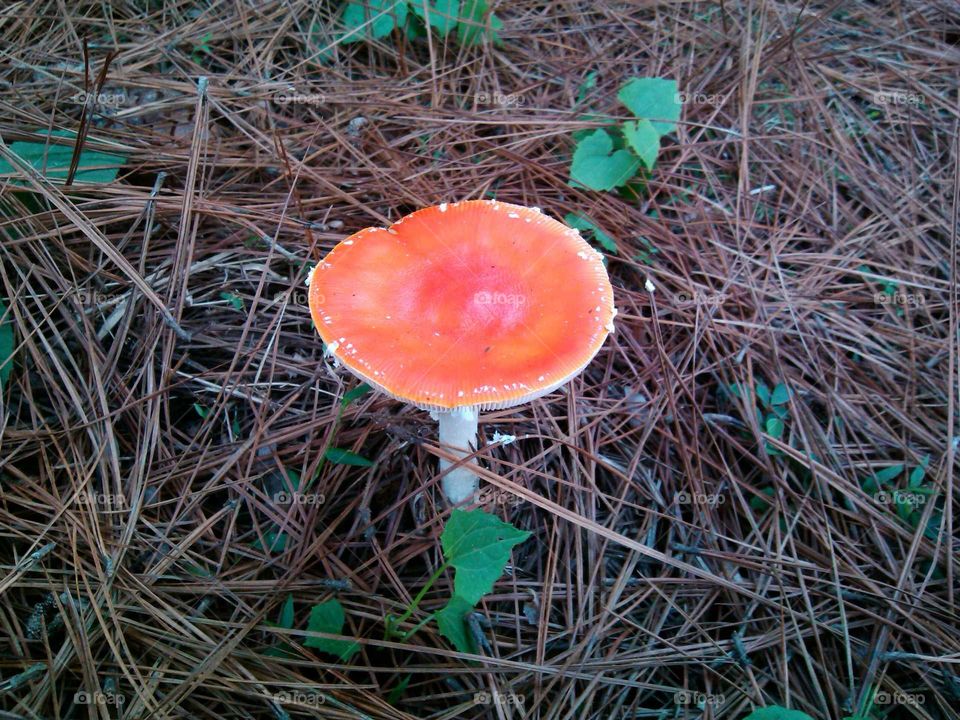 cogumelo 3. Um solitário cogumelo em meio a floresta.