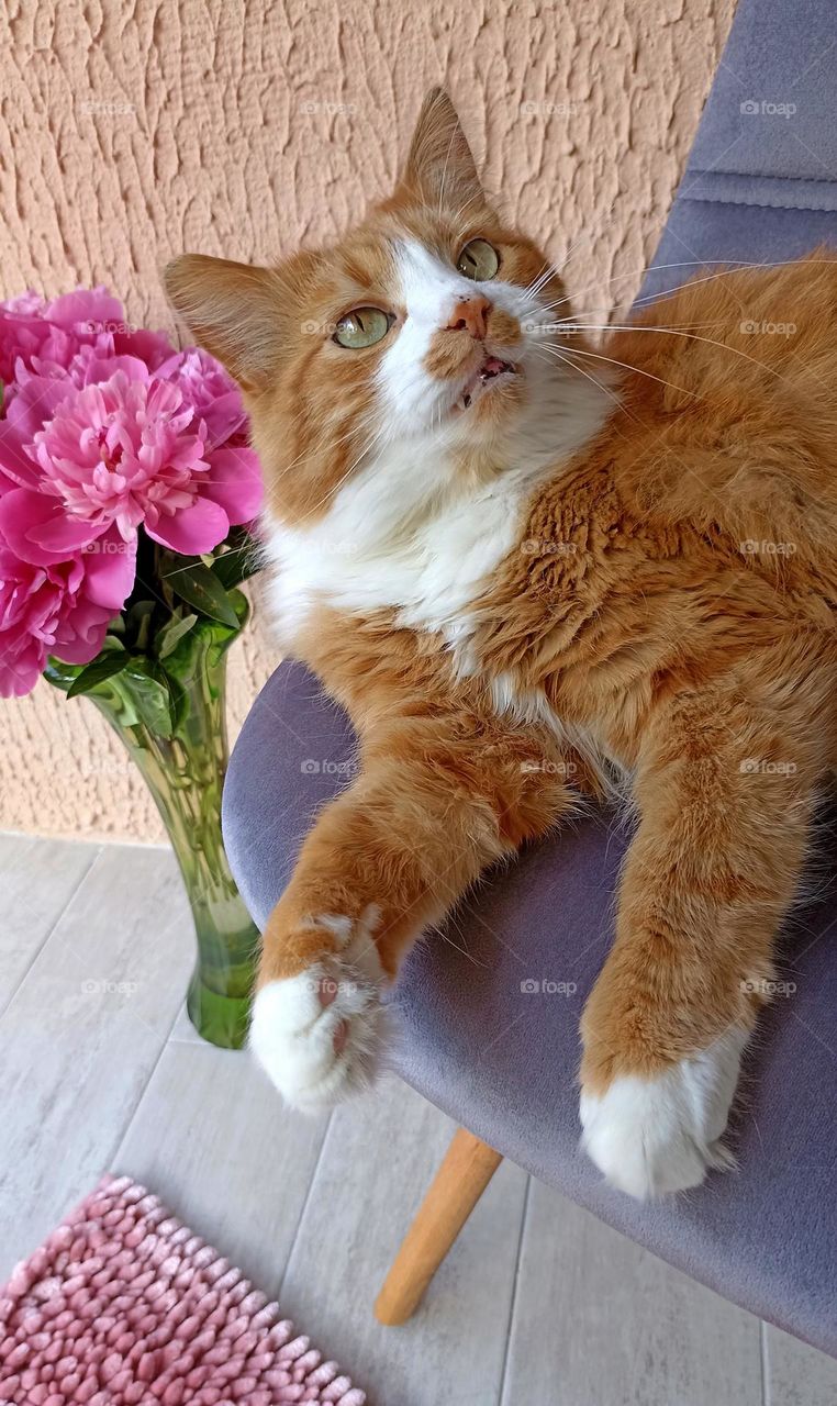 cat beautiful portrait relaxing home on a chair, mobile photography