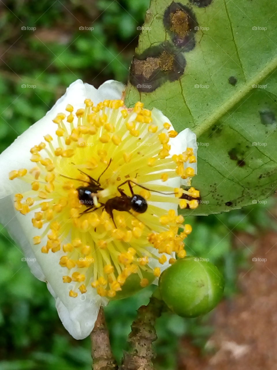 tea flowers of srilanka