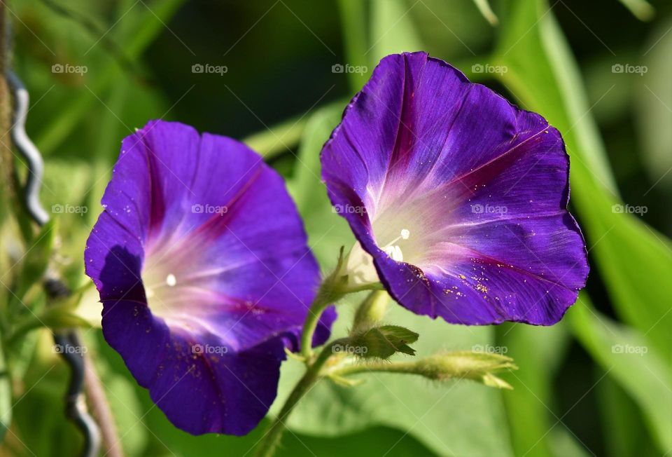 Beautiful purple colour flowers in bloom