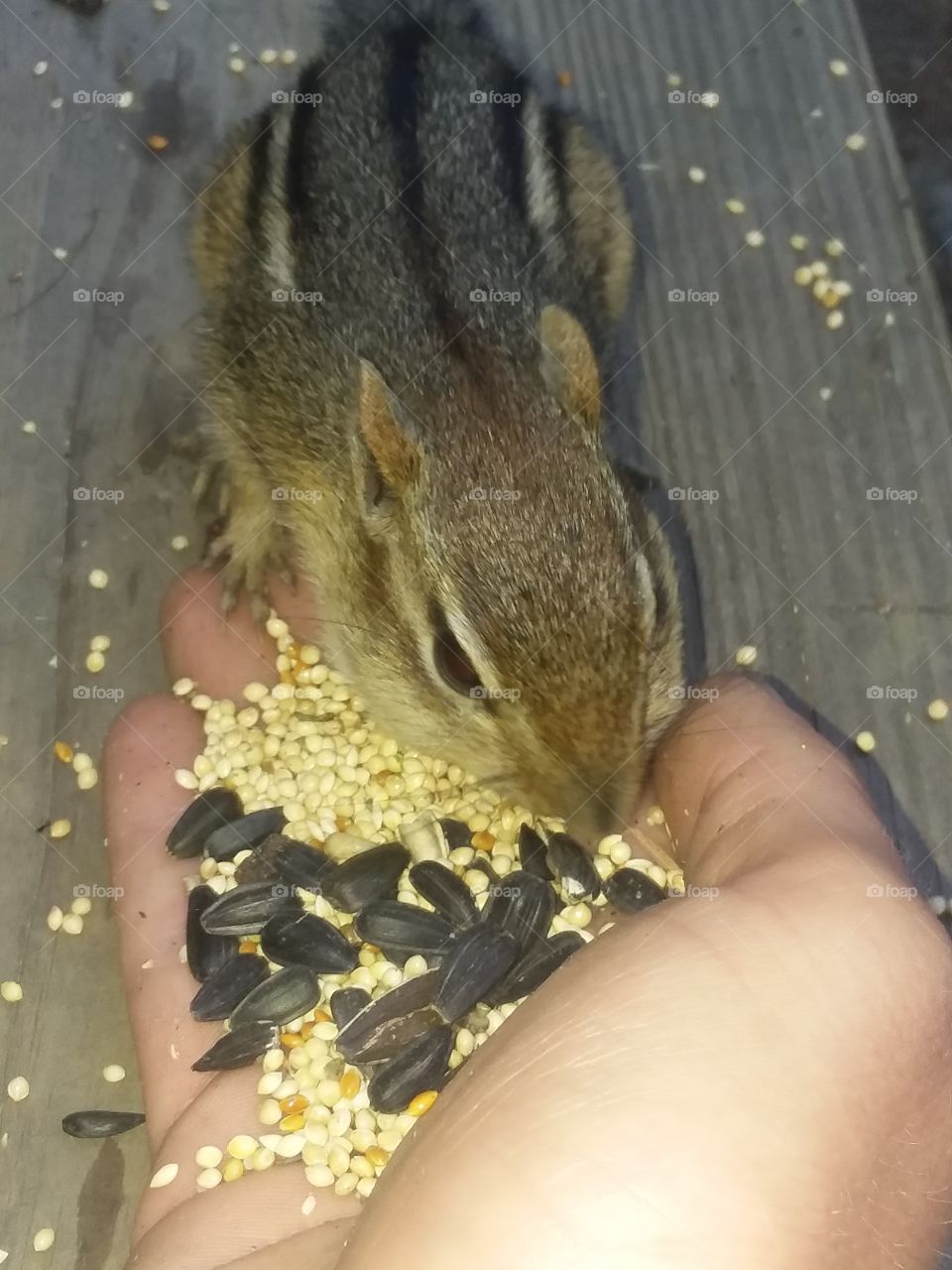 chipmunk eating from my hand