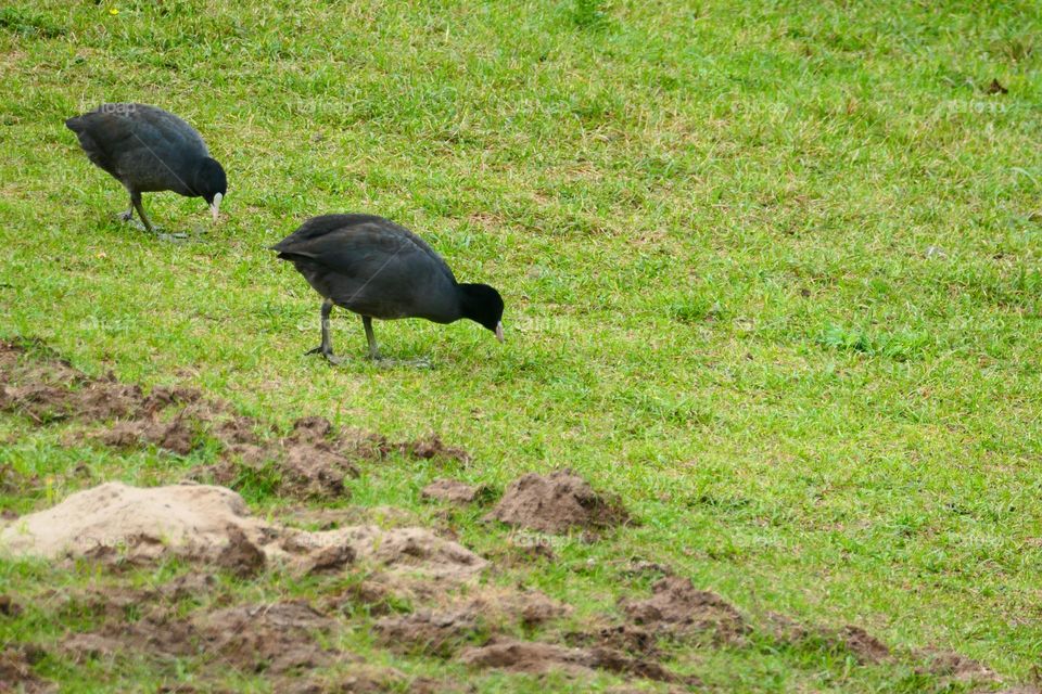Coots and molehills