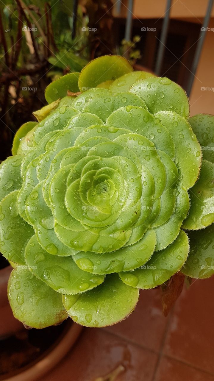 fractal plant