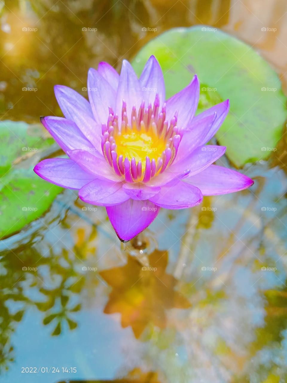 blue water lilly flower  in one beautiful