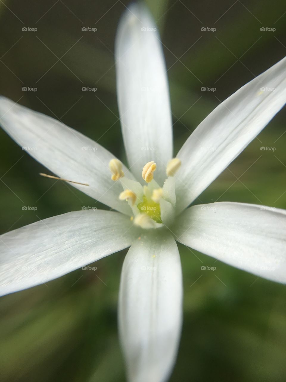 White flower