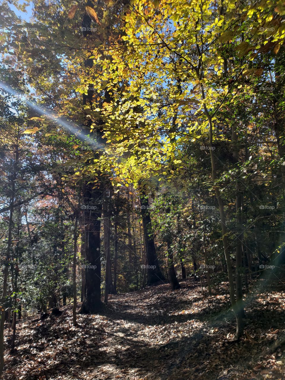 Peaking through the leaves