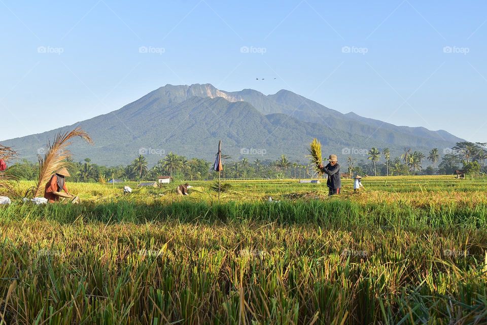 Farmers are harvesting rice in a rice field with a beautiful mountain backdrop.  Tasikmalaya, West Java, Indonesia