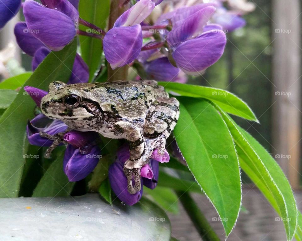 lupine n tree frog