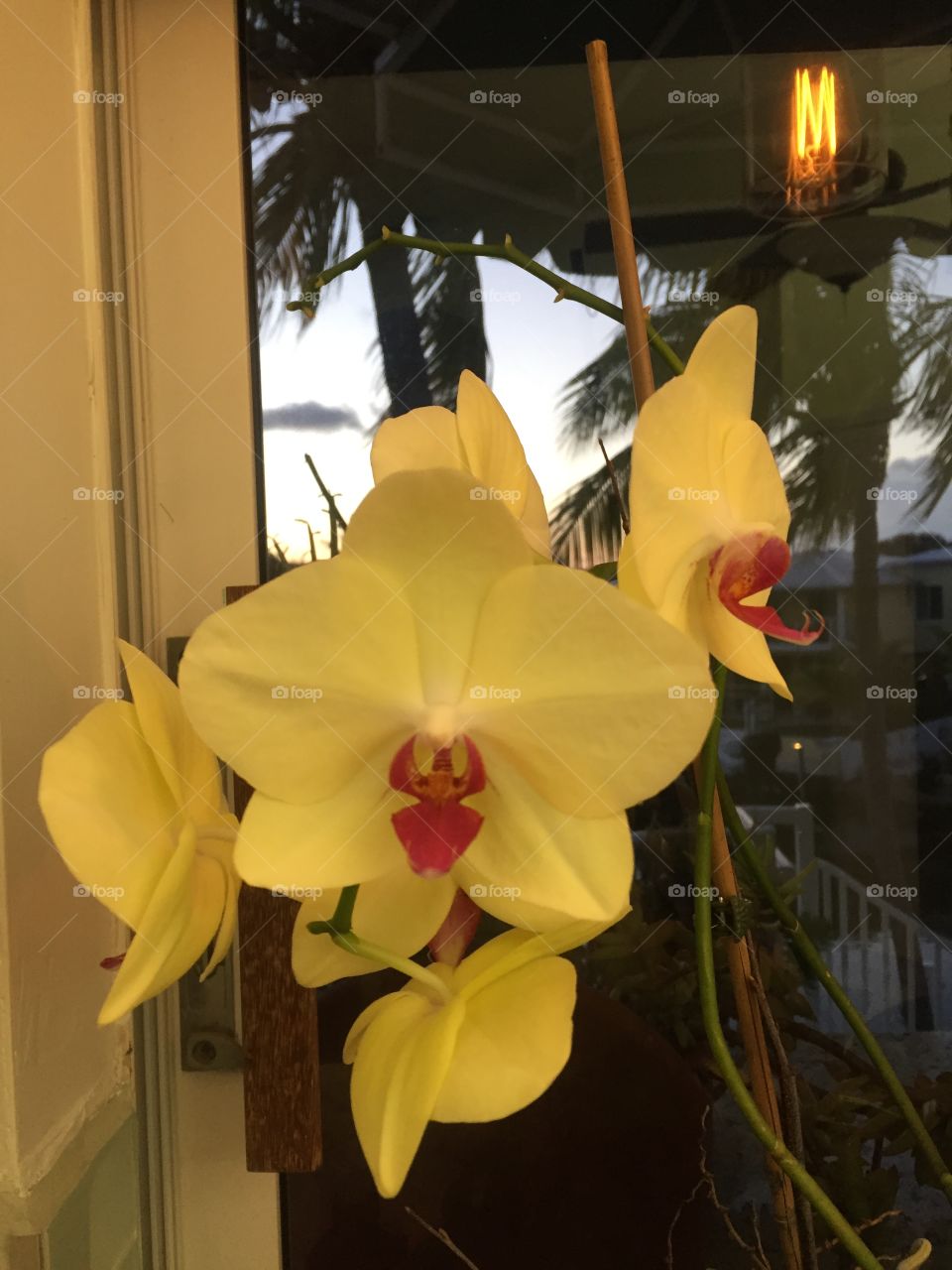 phalaenopsis