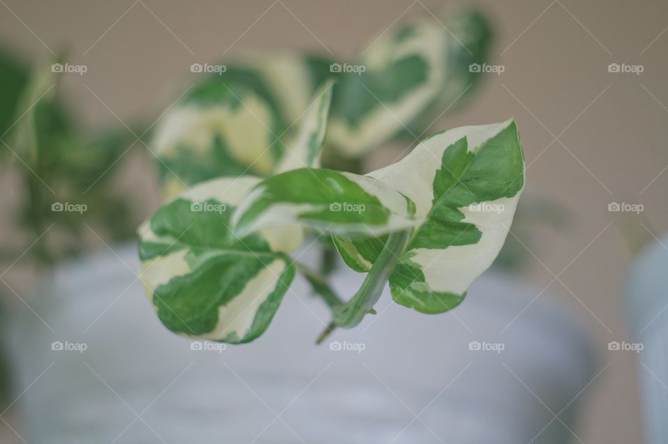 Pothos