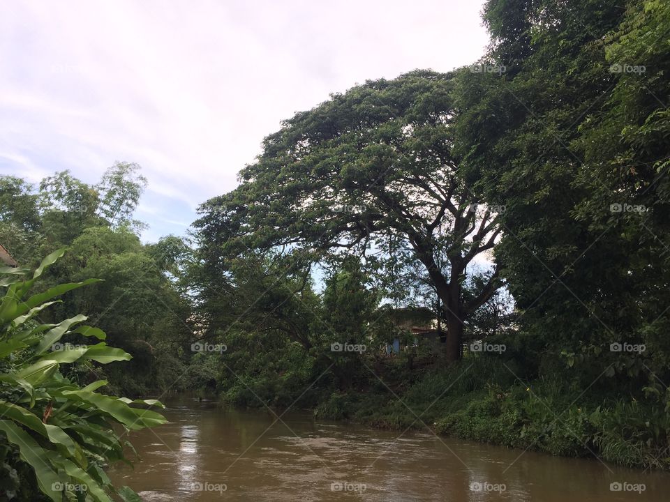 Water, Nature, Tree, Landscape, No Person