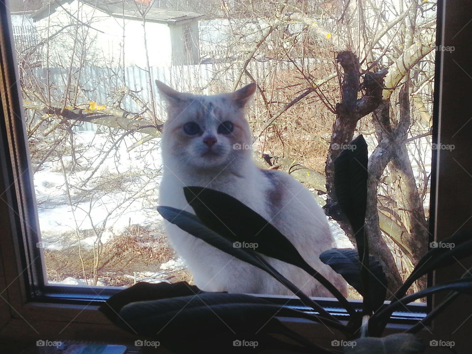 Let me in! A  cat wants to be indoors on a winter day