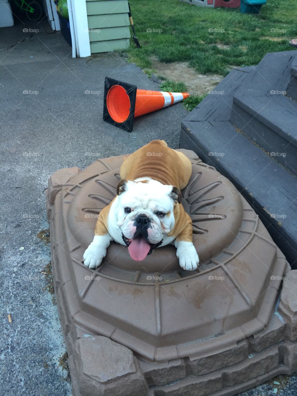 English bulldog smiling and happy to be outside chilling on the sandbox!