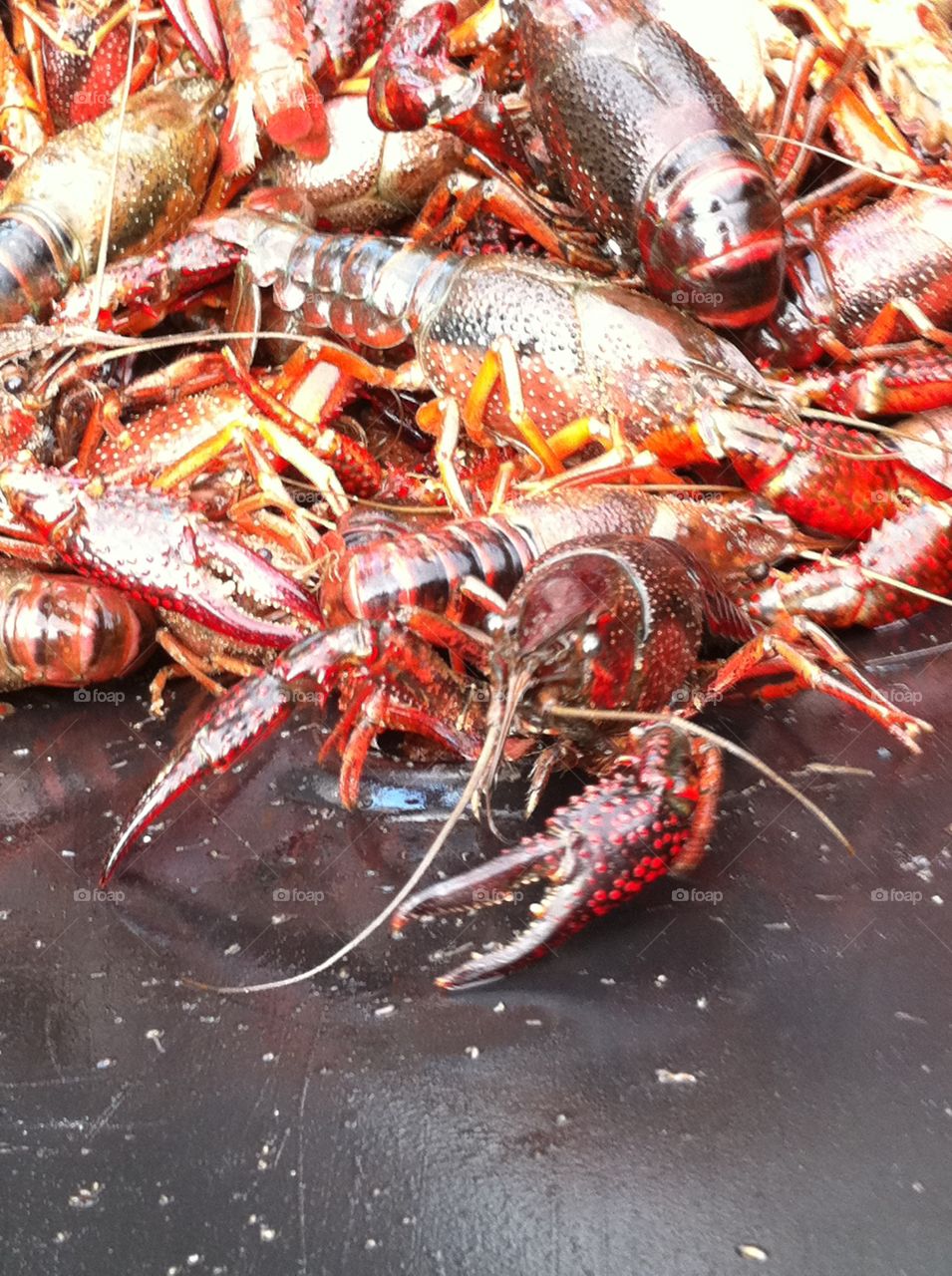 Crawfish