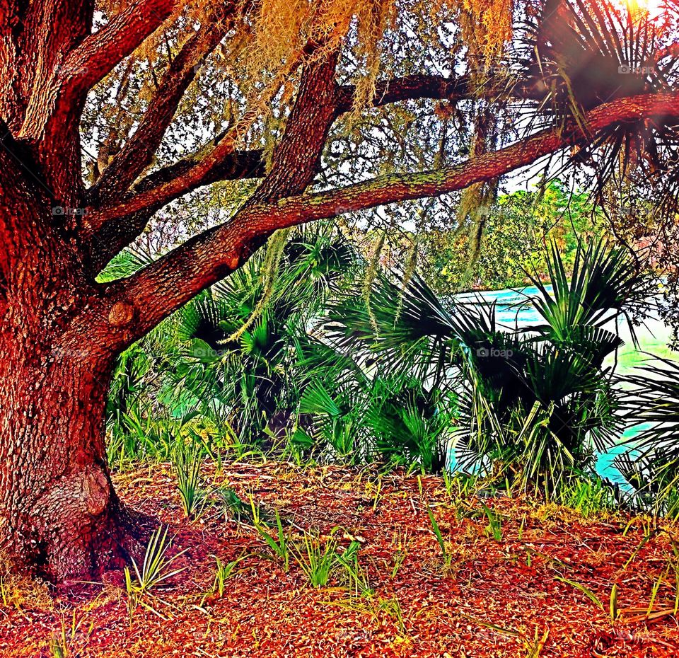 Oak tree. Oak tree in the golden hour. 