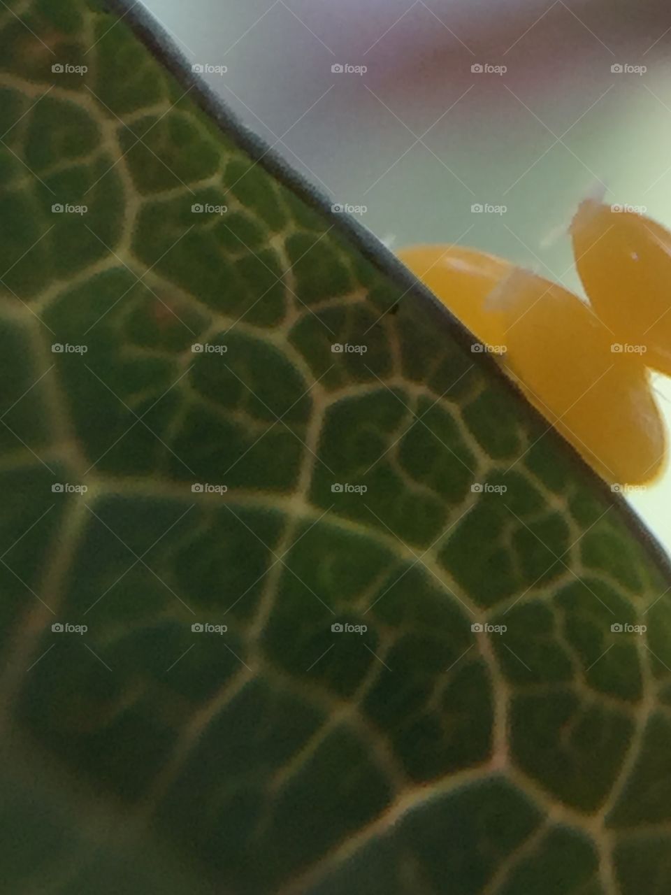 Ladybug eggs on leaf