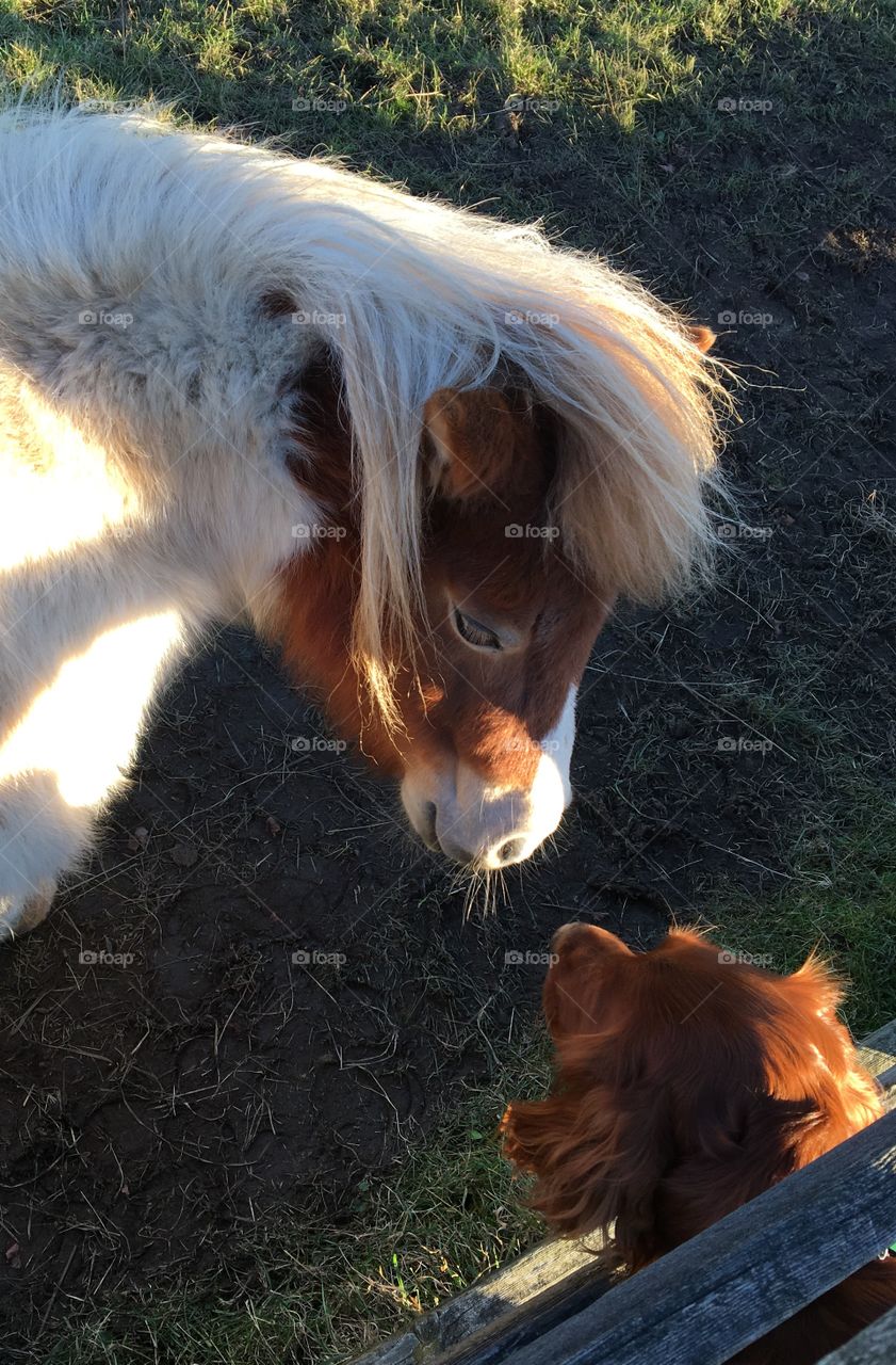 Quinn our Red Setter Dog popped his head through the fence to see a little miniature pony .. I had my phone in my pocket and quickly snapped them looking at each other ...
