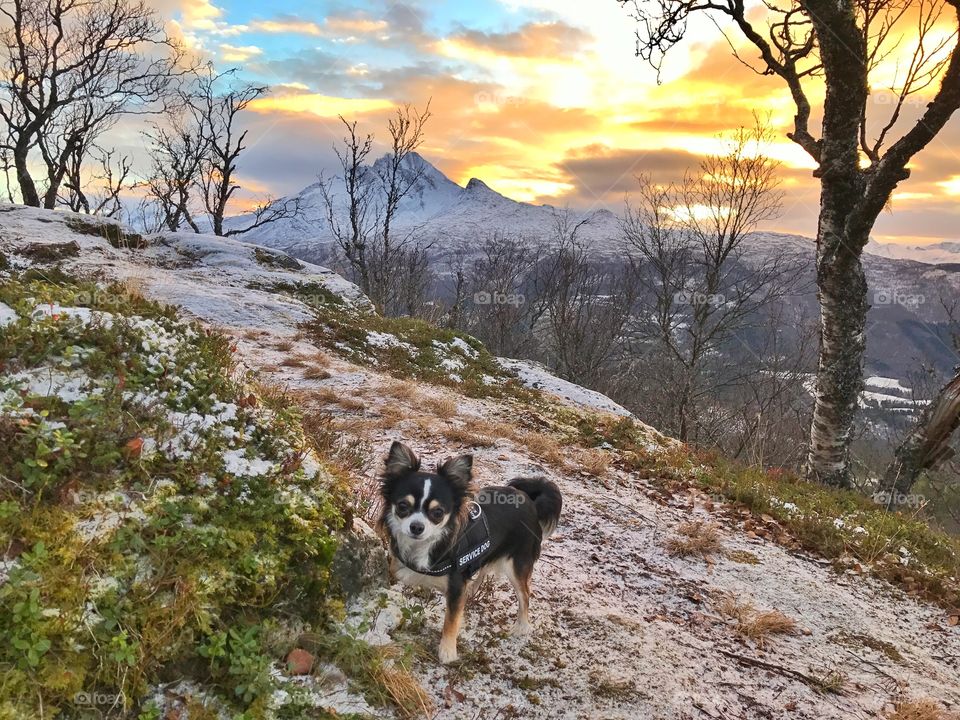 The mountains of Narvik. Chihuahuas mountain hiking. 