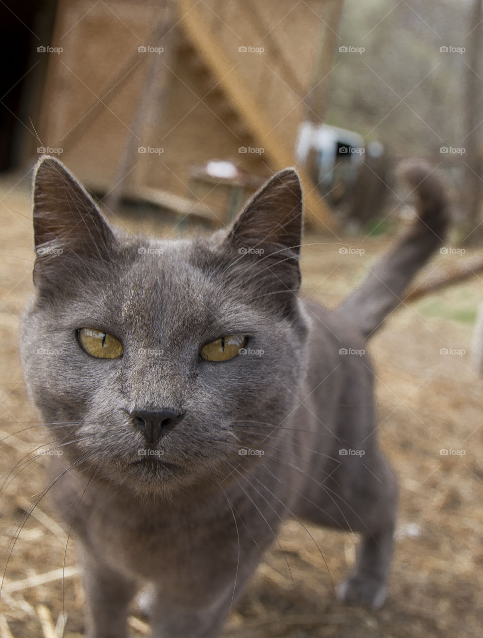 Cat portrait 