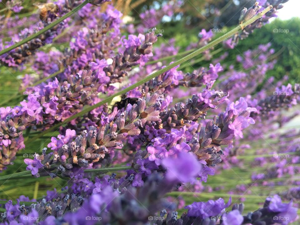 Pollinating lavender 